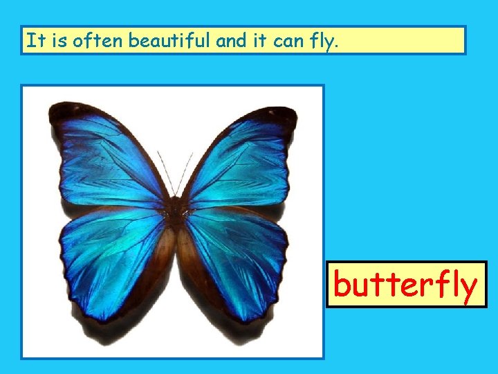 It is often beautiful and it can fly. butterfly 