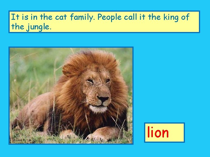 It is in the cat family. People call it the king of the jungle.