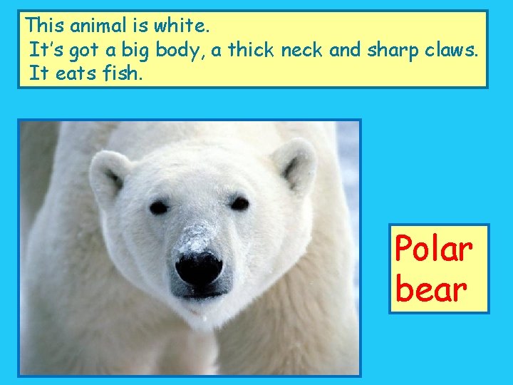 This animal is white. It’s got a big body, a thick neck and sharp