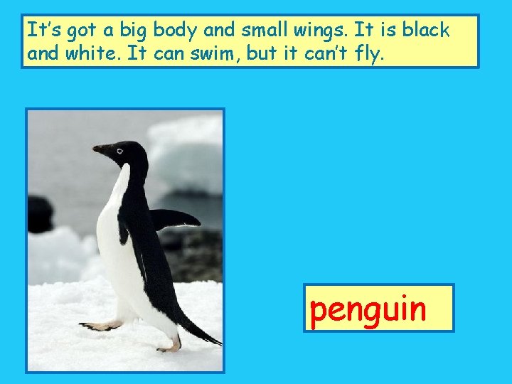 It’s got a big body and small wings. It is black and white. It