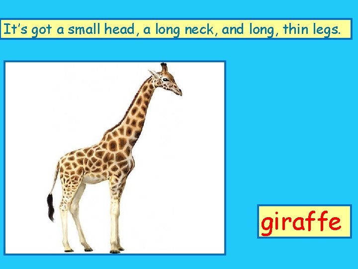 It’s got a small head, a long neck, and long, thin legs. giraffe 