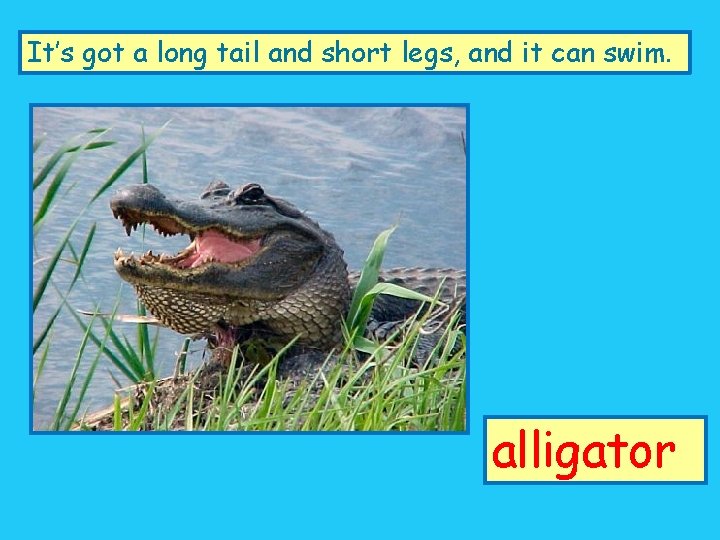 It’s got a long tail and short legs, and it can swim. alligator 