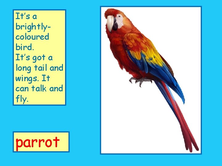 It’s a brightlycoloured bird. It’s got a long tail and wings. It can talk