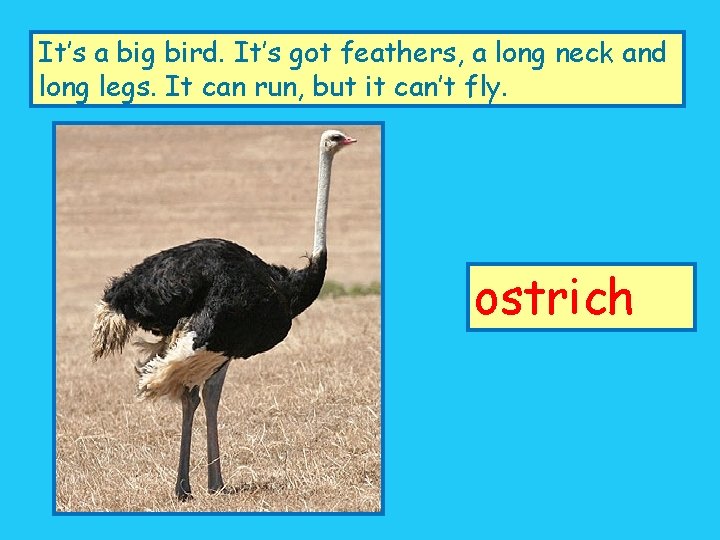 It’s a big bird. It’s got feathers, a long neck and long legs. It