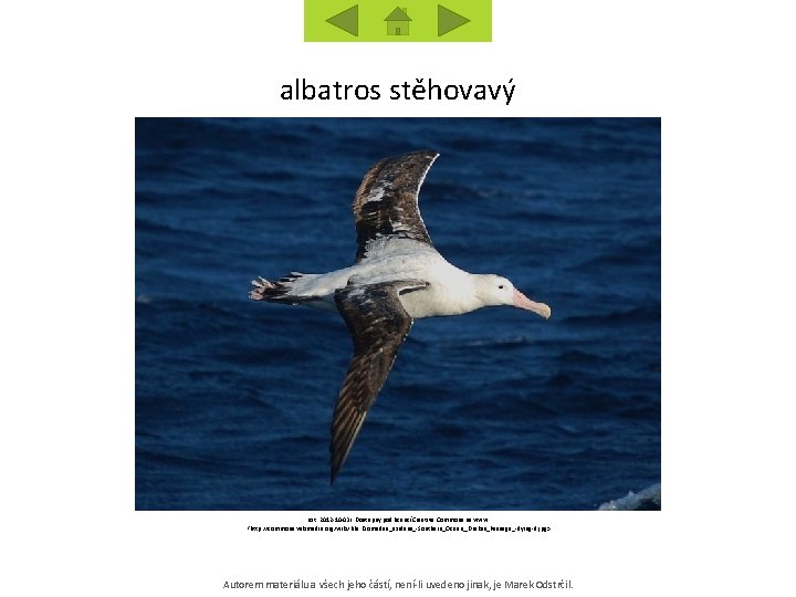 albatros stěhovavý [cit. 2012 -10 -03]. Dostupný pod licencí Creative Commons na www: <http: