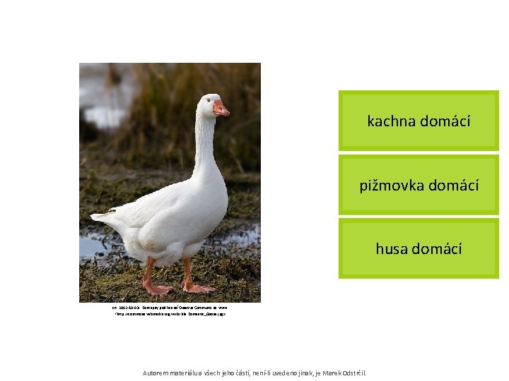 kachna domácí pižmovka domácí husa domácí [cit. 2012 -10 -03]. Dostupný pod licencí Creative