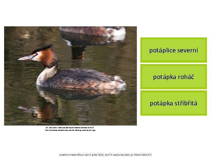 potáplice severní potápka roháč potápka stříbřitá [cit. 2012 -10 -03]. Dostupný pod licencí Creative