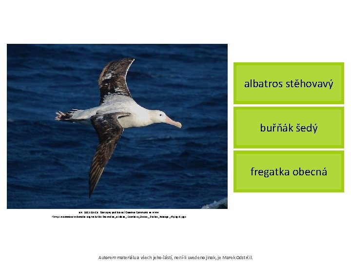 albatros stěhovavý buřňák šedý fregatka obecná [cit. 2012 -10 -03]. Dostupný pod licencí Creative