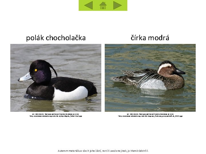 polák chocholačka čírka modrá [cit. 2012 -10 -03]. Dostupný pod licencí Creative Commons na