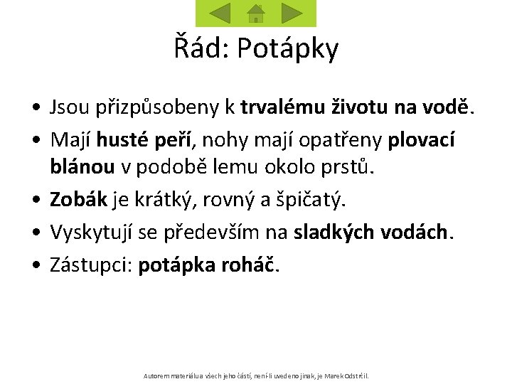 Řád: Potápky • Jsou přizpůsobeny k trvalému životu na vodě. • Mají husté peří,