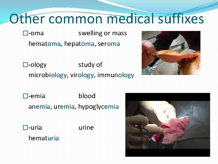 Other common medical suffixes �-oma swelling or mass hematoma, oma hepatoma, oma seroma �-ology