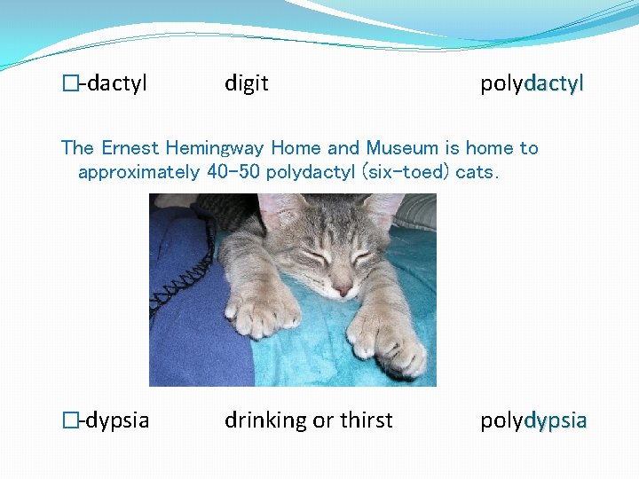 �-dactyl digit polydactyl The Ernest Hemingway Home and Museum is home to approximately 40