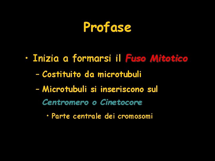 Profase • Inizia a formarsi il Fuso Mitotico – Costituito da microtubuli – Microtubuli