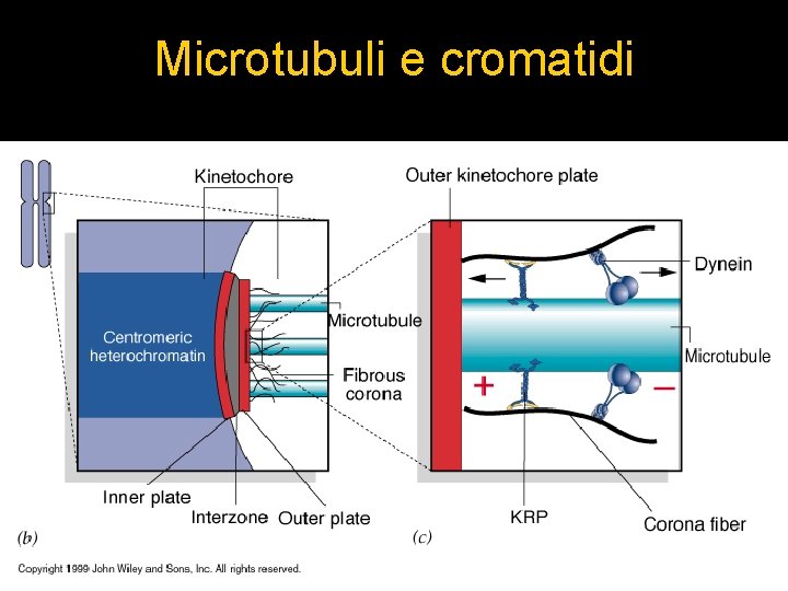 Microtubuli e cromatidi 