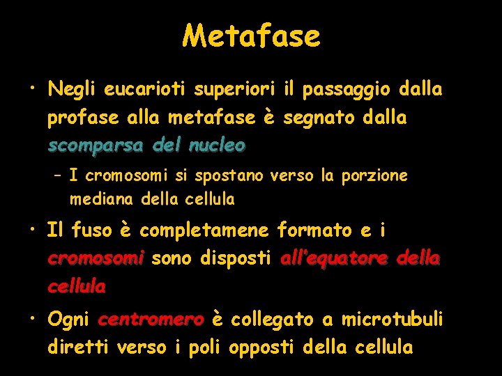 Metafase • Negli eucarioti superiori il passaggio dalla profase alla metafase è segnato dalla