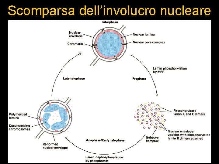 Scomparsa dell’involucro nucleare 