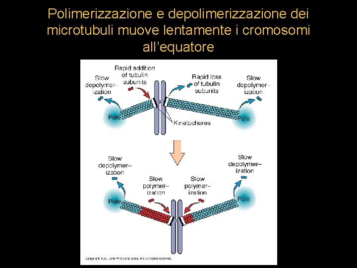 Polimerizzazione e depolimerizzazione dei microtubuli muove lentamente i cromosomi all’equatore 