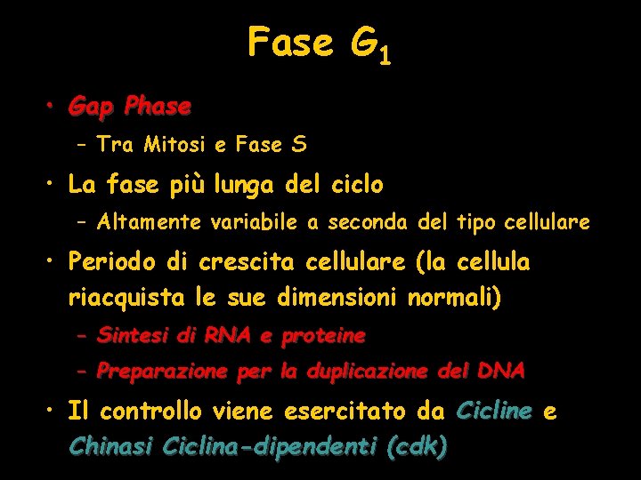 Fase G 1 • Gap Phase – Tra Mitosi e Fase S • La