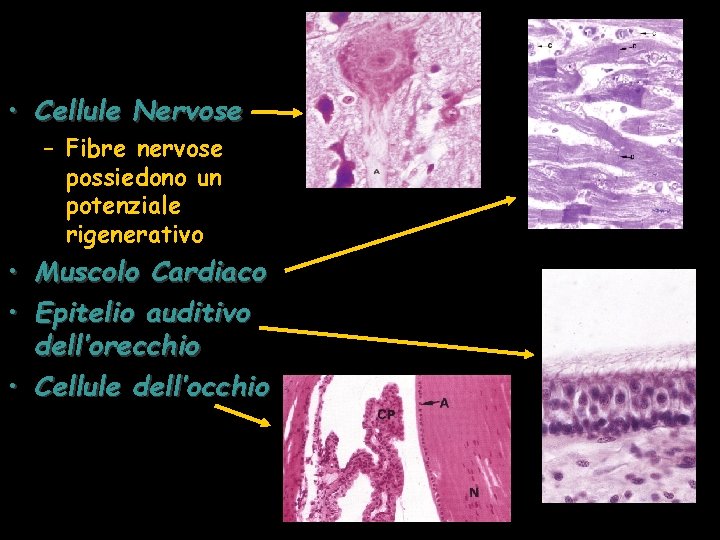  • Cellule Nervose – Fibre nervose possiedono un potenziale rigenerativo • Muscolo Cardiaco