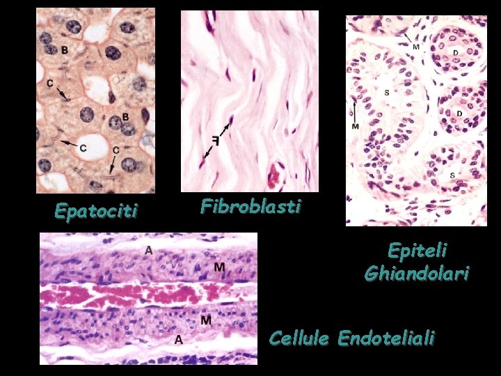 Epatociti Fibroblasti Epiteli Ghiandolari Cellule Endoteliali 