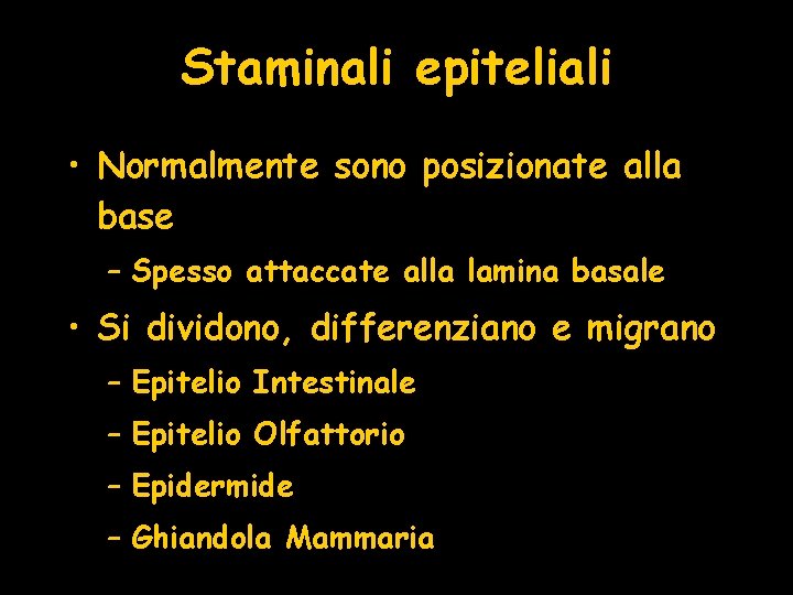 Staminali epiteliali • Normalmente sono posizionate alla base – Spesso attaccate alla lamina basale