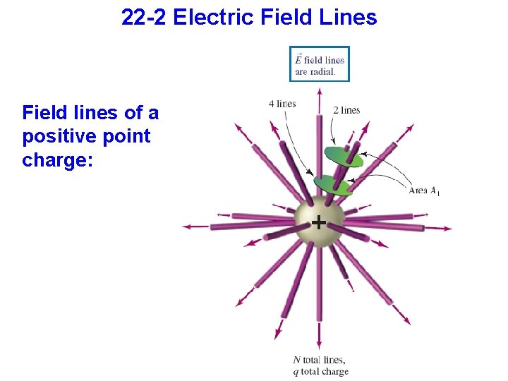 22 -2 Electric Field Lines Field lines of a positive point charge: 