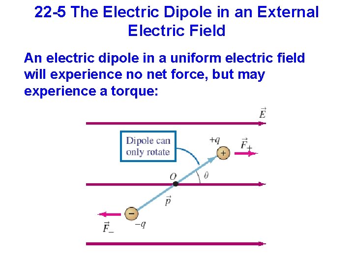 22 -5 The Electric Dipole in an External Electric Field An electric dipole in