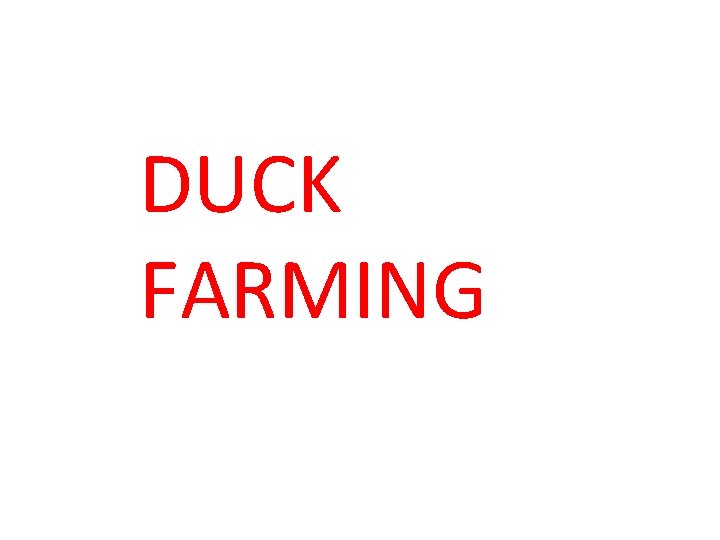 DUCK FARMING 