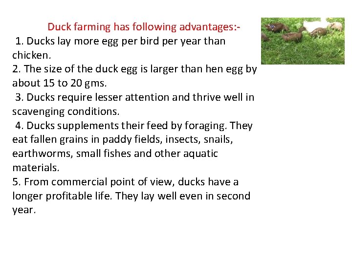 Duck farming has following advantages: 1. Ducks lay more egg per bird per year