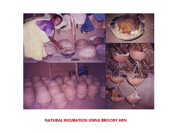 NATURAL INCUBATION USING BROODY HEN 
