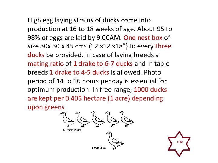 High egg laying strains of ducks come into production at 16 to 18 weeks