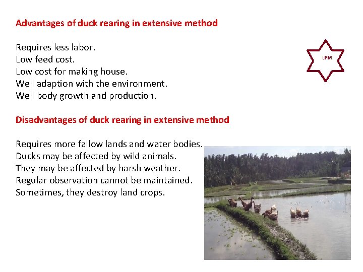 Advantages of duck rearing in extensive method Requires less labor. Low feed cost. Low