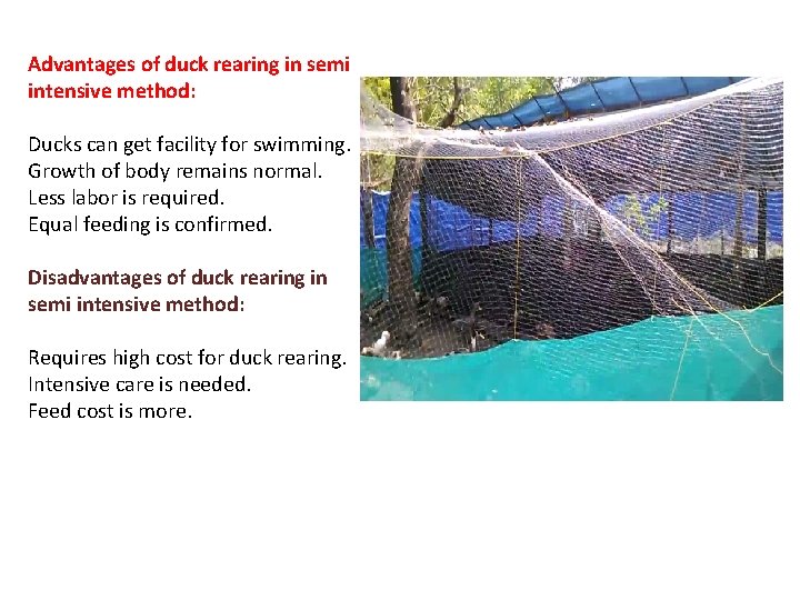 Advantages of duck rearing in semi intensive method: Ducks can get facility for swimming.