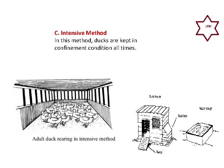C. Intensive Method In this method, ducks are kept in confinement condition all times.