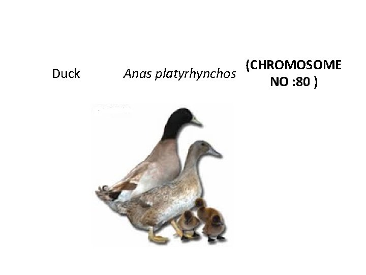 Duck (CHROMOSOME Anas platyrhynchos NO : 80 ) 