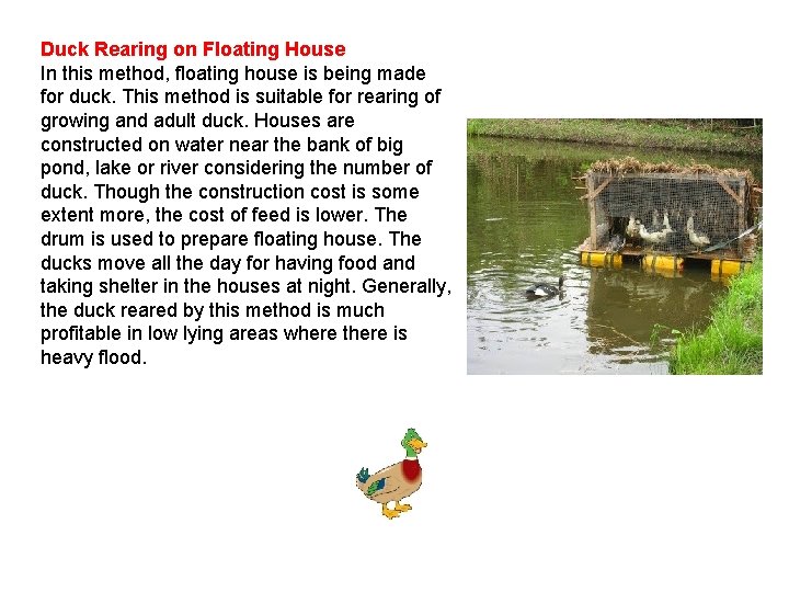 Duck Rearing on Floating House In this method, floating house is being made for