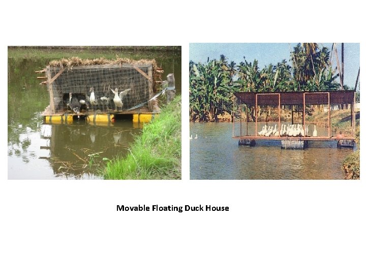 Movable Floating Duck House 