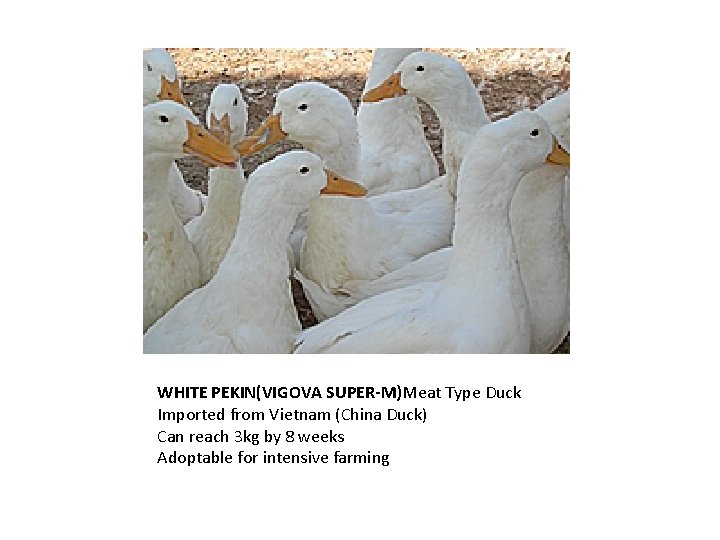 WHITE PEKIN(VIGOVA SUPER-M)Meat Type Duck Imported from Vietnam (China Duck) Can reach 3 kg