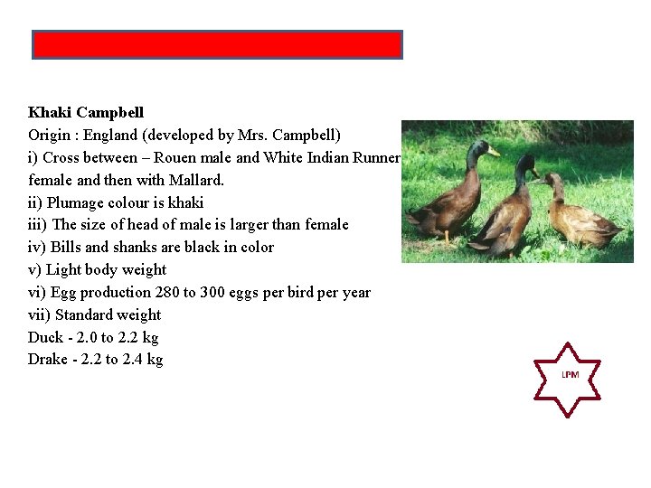 Khaki Campbell Origin : England (developed by Mrs. Campbell) i) Cross between – Rouen