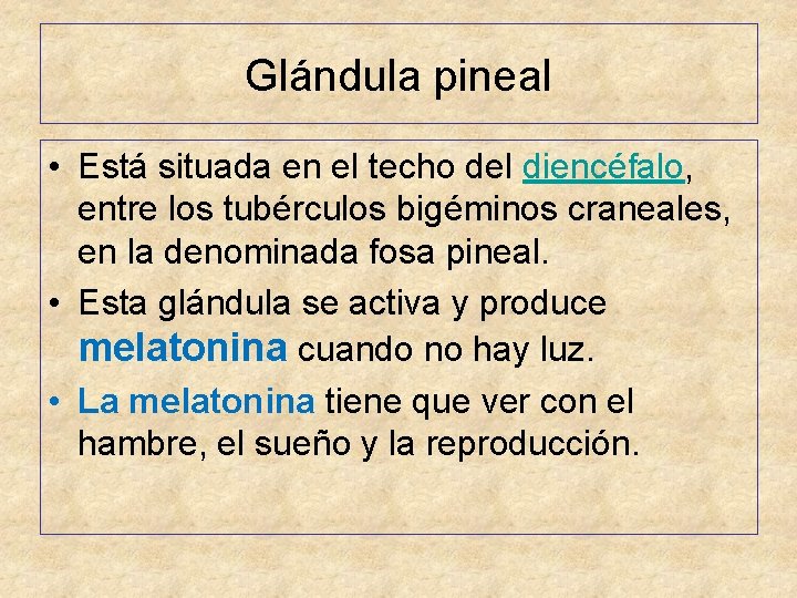 Glándula pineal • Está situada en el techo del diencéfalo, entre los tubérculos bigéminos