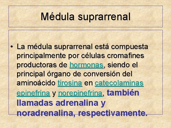 Médula suprarrenal • La médula suprarrenal está compuesta principalmente por células cromafines productoras de