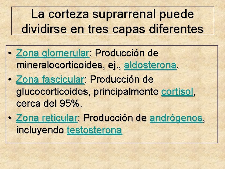 La corteza suprarrenal puede dividirse en tres capas diferentes • Zona glomerular: Producción de