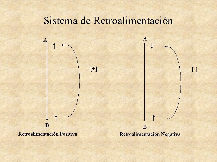 Sistema de Retroalimentación A A [+] B Retroalimentación Positiva [-] B Retroalimentación Negativa 