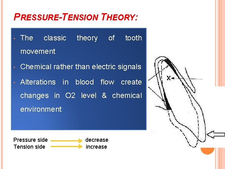 PRESSURE-TENSION THEORY: • The classic theory of tooth movement • Chemical rather than electric