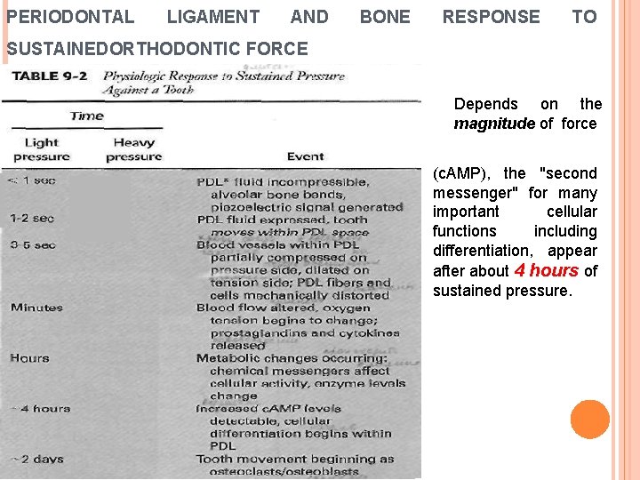 PERIODONTAL LIGAMENT AND BONE RESPONSE TO SUSTAINEDORTHODONTIC FORCE Depends on the magnitude of force