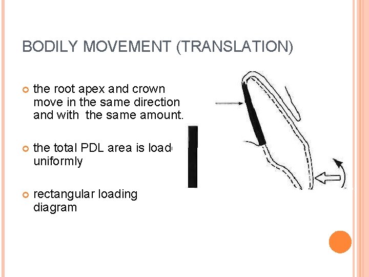 BODILY MOVEMENT (TRANSLATION) the root apex and crown move in the same direction and