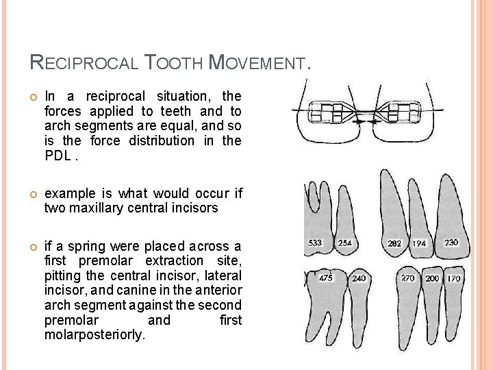 RECIPROCAL TOOTH MOVEMENT. In a reciprocal situation, the forces applied to teeth and to