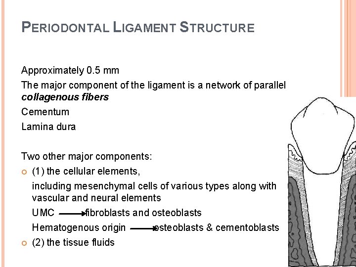 PERIODONTAL LIGAMENT STRUCTURE Approximately 0. 5 mm The major component of the ligament is