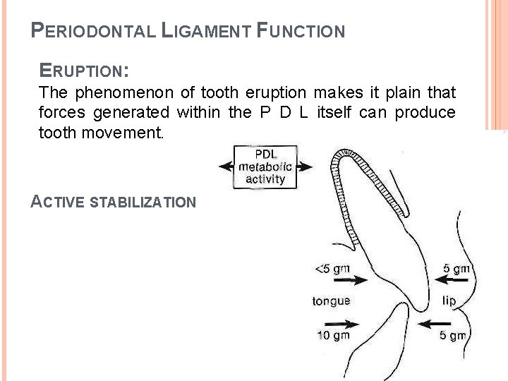 PERIODONTAL LIGAMENT FUNCTION ERUPTION: The phenomenon of tooth eruption makes it plain that forces