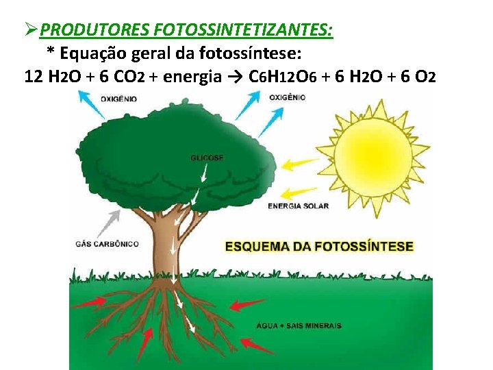 ØPRODUTORES FOTOSSINTETIZANTES: * Equação geral da fotossíntese: 12 H 2 O + 6 CO